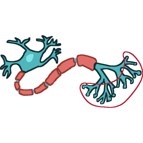 A neuron cell with the terminal buttons circled.